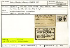 Karteikarte zum Holotyp von Cristellaria colorata Stache, 1864